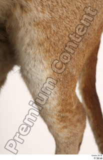 Asian golden cat Catopuma Temminckii leg 0037.jpg